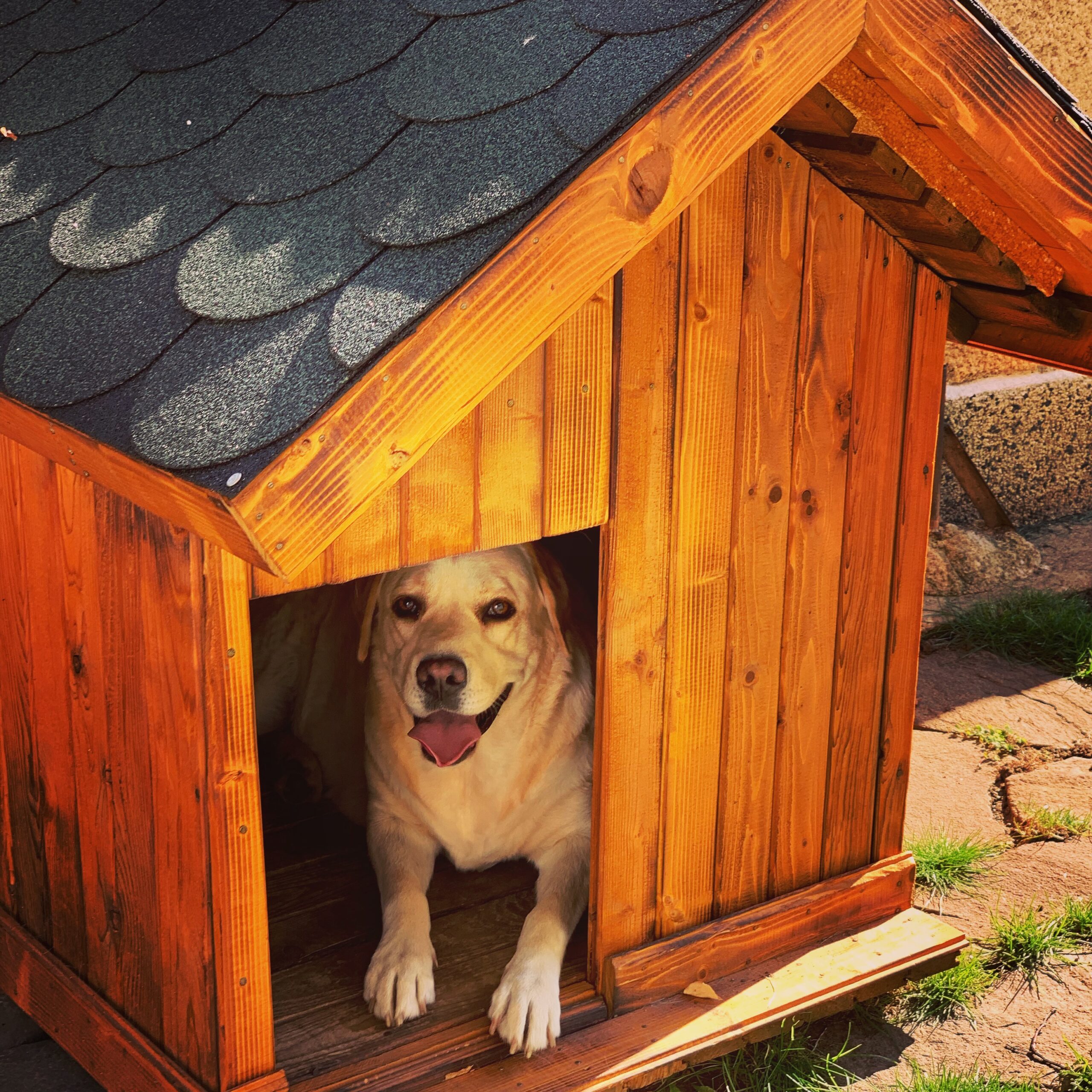 dog house